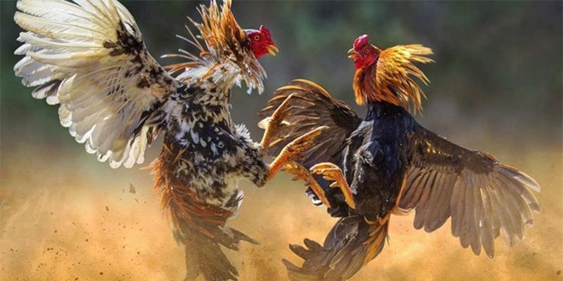 Một số điểm đáng lưu ý khi chơi đá gà trực tiếp Thomo 24/7