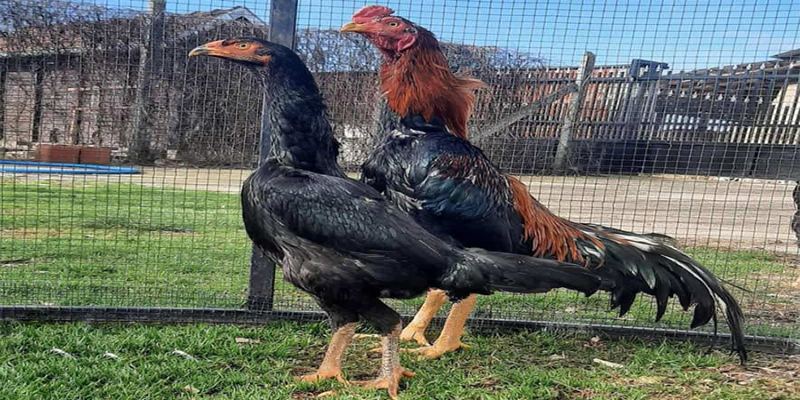 Giới thiệu vài nét về gà Shamo